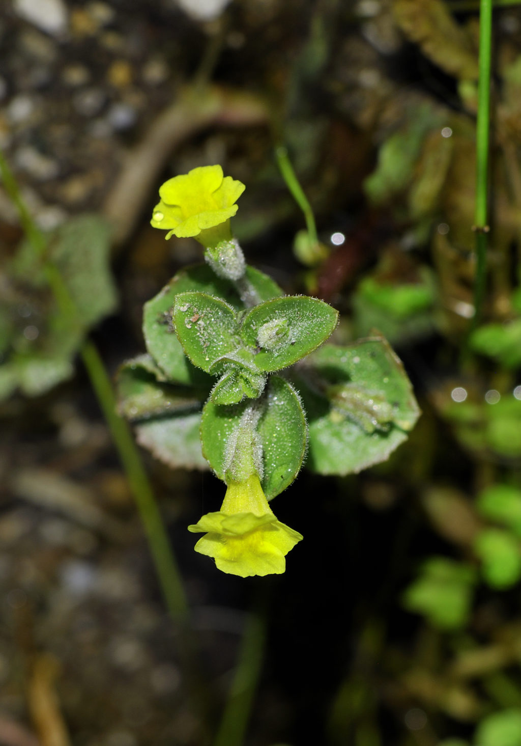 Photo of Mimulus glabratus var. jamesii (Yellow Monkey-flower)