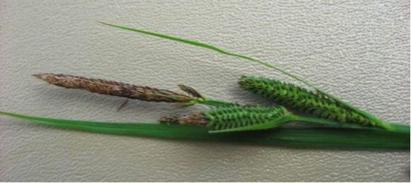 close up of flower and seed of Carex stricta