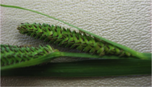 Close up shot of seedhead of Carex stricta