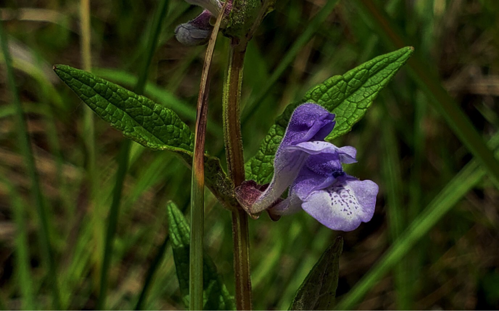 Flowerheard of Scutellaria aalericulata