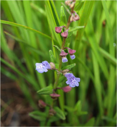 Flowering stem of Scutellaria leonardii