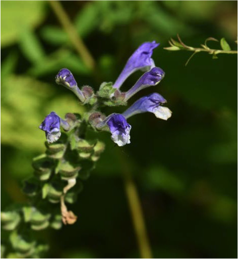 Scutellaria ovata flowers