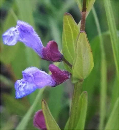 Scutellaria parvula flowers