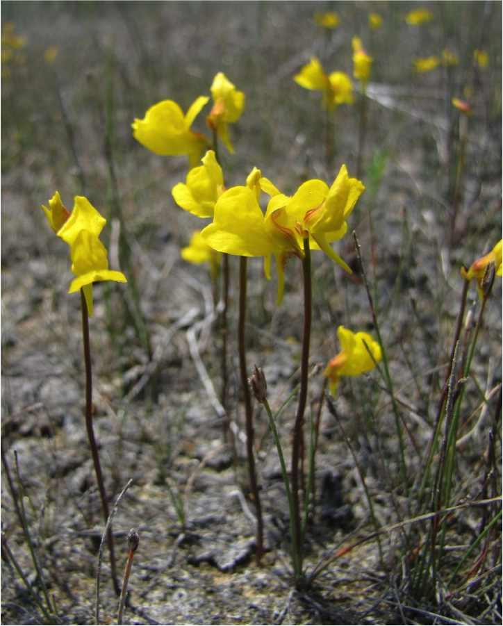 A few stems of Utricularia cornuta