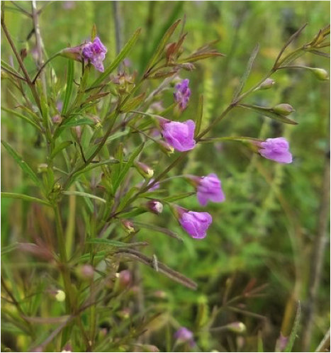 Agalinis tenuifolia inflorescence