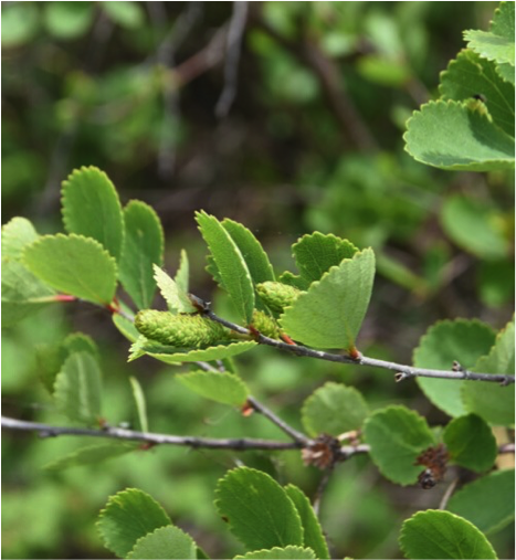 Close up of Dwarf Birch