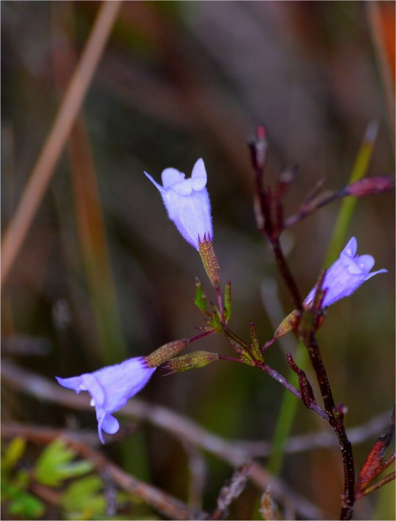 Close up of Low Calamint