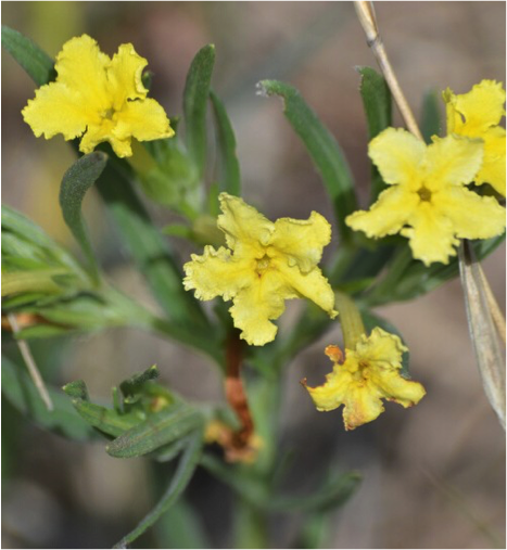 Close up of Fringed Puccoon