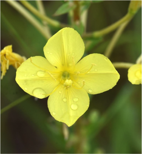 Close up of Oenothera clelandii flower