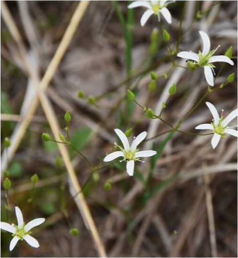 Close up of Stiff Sandwort