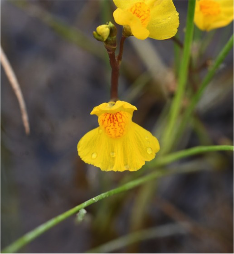 Close up of Utricularia macrorhiza flower