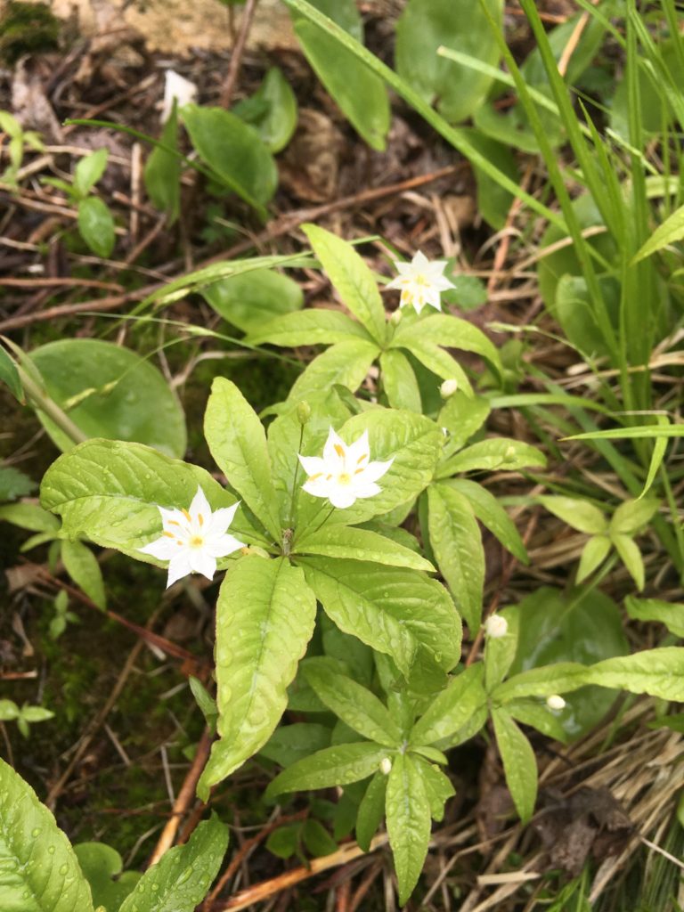 Multiple Starflowers glistening in morning dew