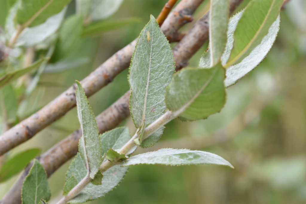 Close up of a branch of Dune Willow